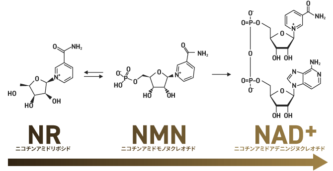 NRからNAD+への生合成経路（図）